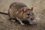 Traitement contre les rats et souris, dératisation à Angers 49000 Maine-et-Loire