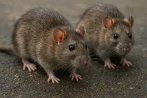 Traitement contre les rats et souris, dératisation à Meudon 92190 Hauts-de-Seine